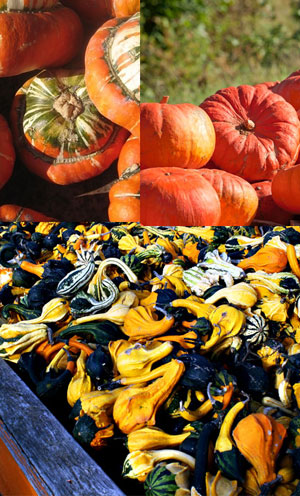 How to pick the perfect pumpkin! #fall #autumn #pumpkin 