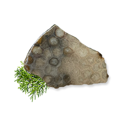 Petoskey Stone Slab H