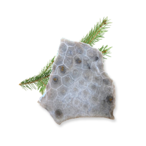 Petoskey Stone Slabs and Chips