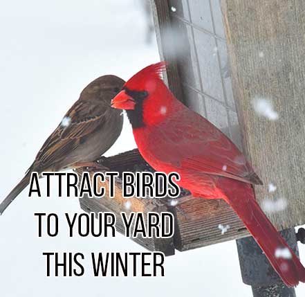 Attract Birds to your Yard this Winter