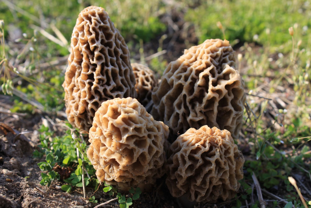 Morel Mushroom Hunting Tips