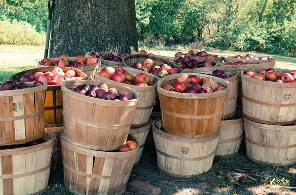 Michigan_Apples