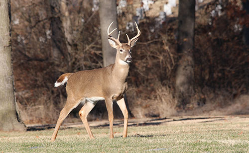 15 Facts about Deer Hunting in Michigan