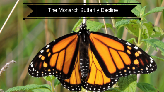 Monarch Butterfly's Decline in Population