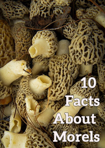 10 Facts About Morels