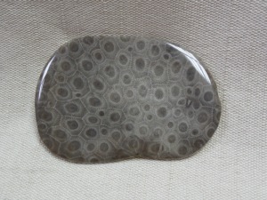 Example of a REAL Petoskey Stone Sold at Grandpa Shorter's in Petoskey