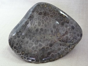 What is a Petoskey Stone? #history #Facts #Michigan
