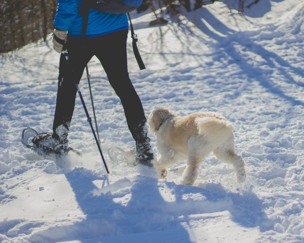 Winter Snowshoeing in Michigan