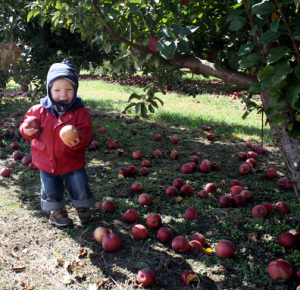 Michigan Apple orchards