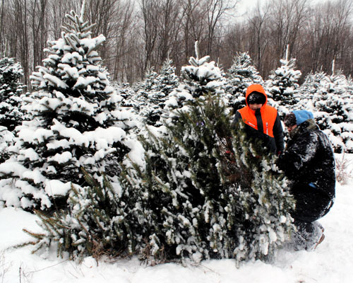 Eight Tips for a Healthy Fresh Christmas Tree