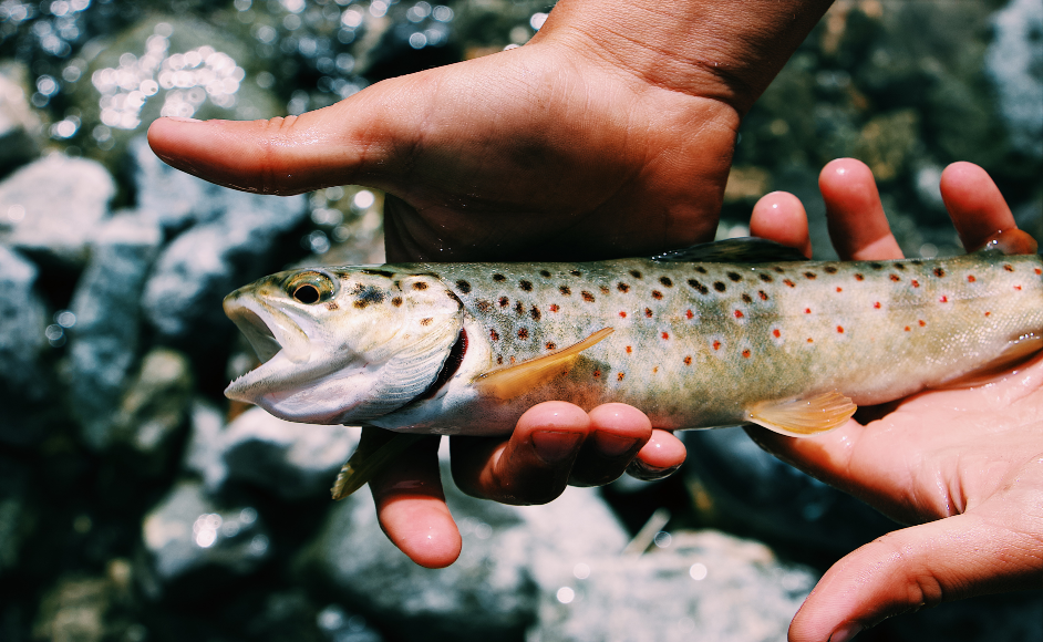 Michigan fish hatcheries