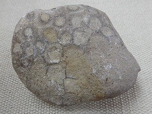 what is a petoskey stone - Unpolished Petoskey Stone #Petoskey #Michigan