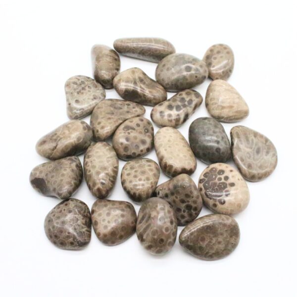 Assorted-Petoskey-Stones