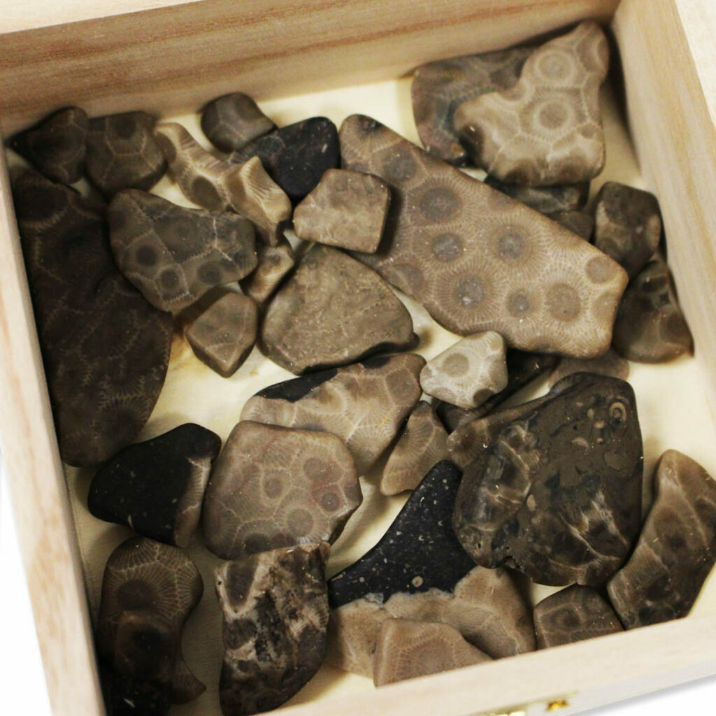 Petoskey stone rock box for collecting petoskey stone.