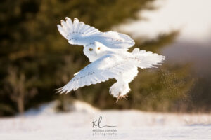 Dance of the Snowy Owl by Kristina Lishawa Photography
