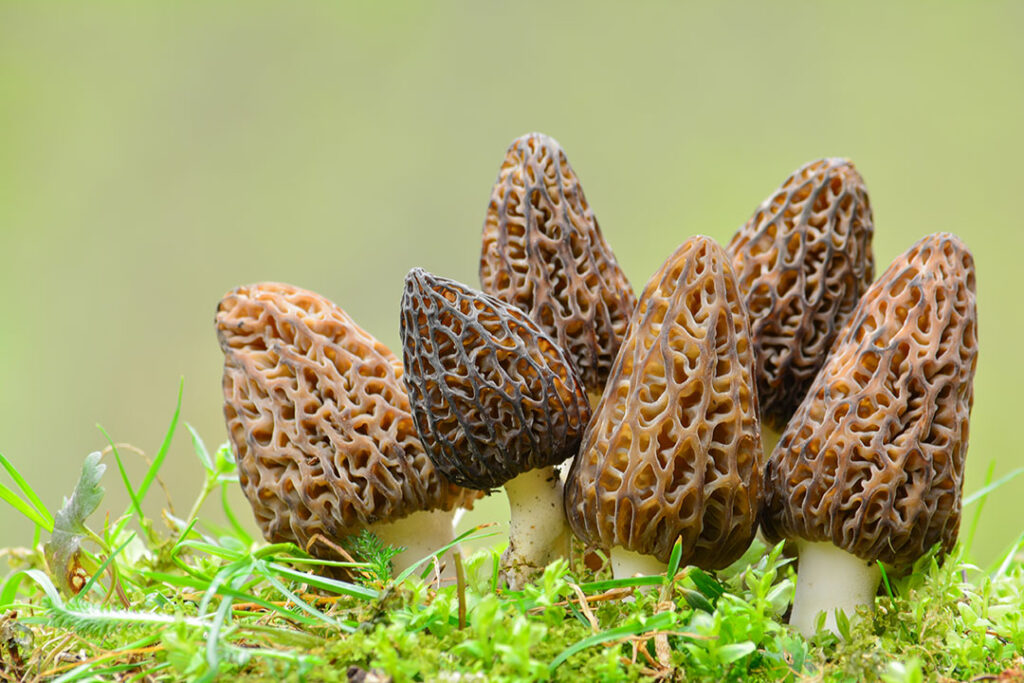 Morel Mushrooms