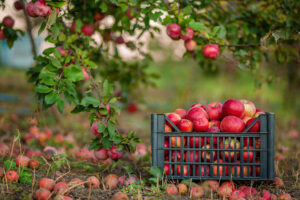 apple harvest in northern Michigan in the fall