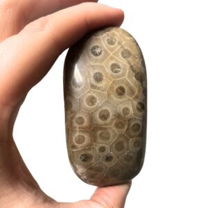 High Quality Petoskey Stone - A