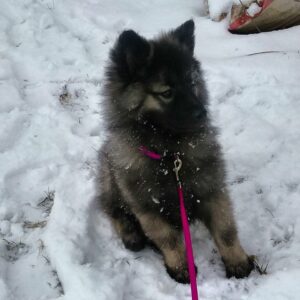 Indy, a Keeshond Puppy, age 2 months, enjoying the Michigan Snow.