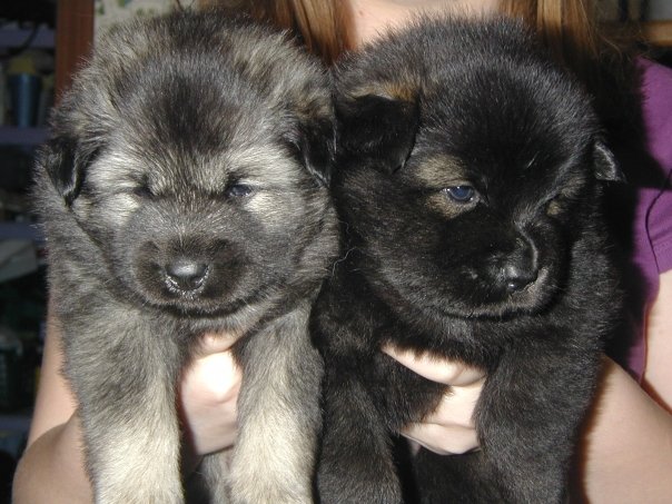 Two adorable Keeshond-Chow Chow mix puppies