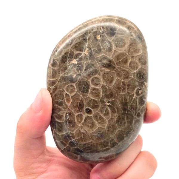 Petoskey Stone D1