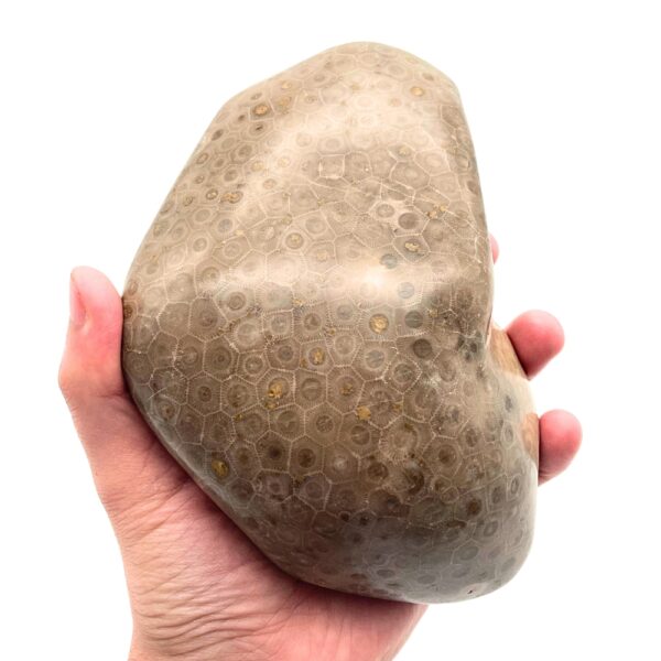 Petoskey Stone F1