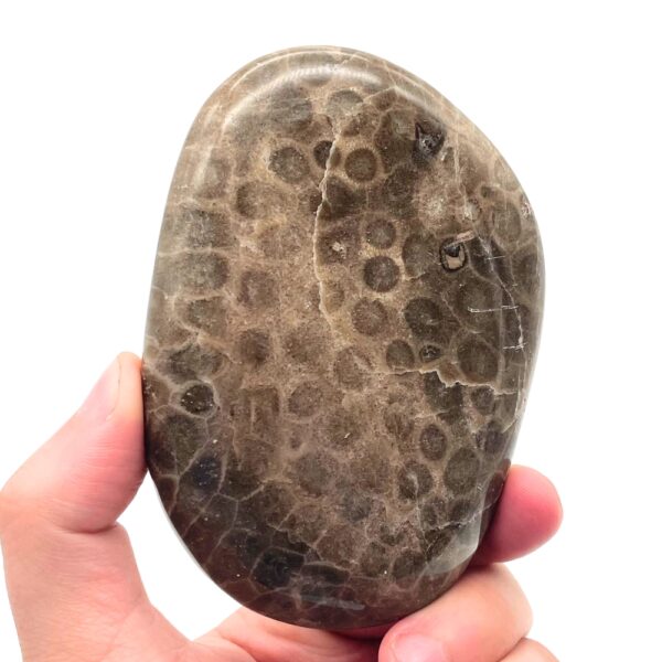 Petoskey Stone D2