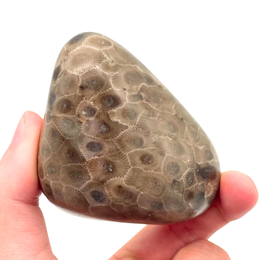 High-Quality Petoskey Stone – C