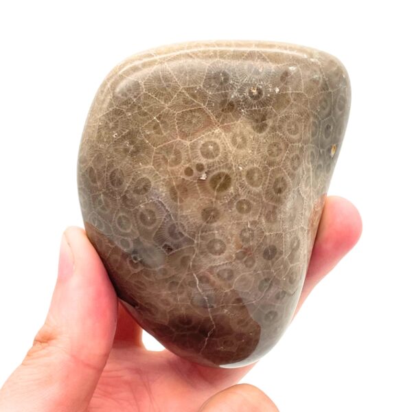 Petoskey Stone E1