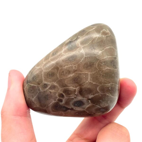 Petoskey Stone C2