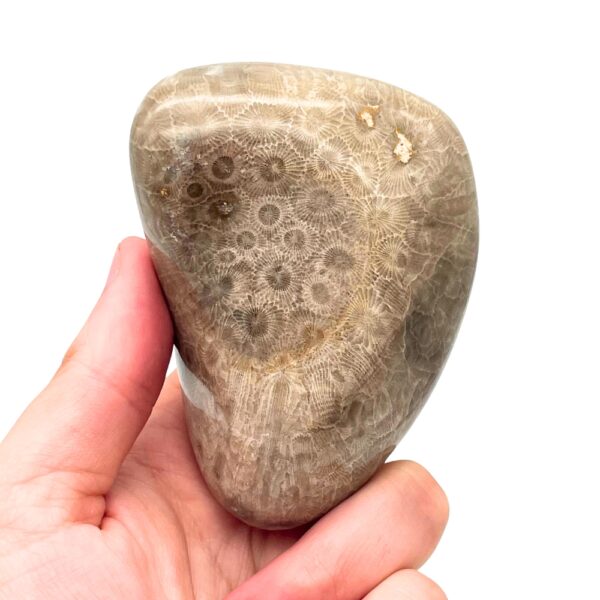 Petoskey Stone E2