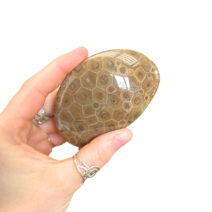 Petoskey Stone