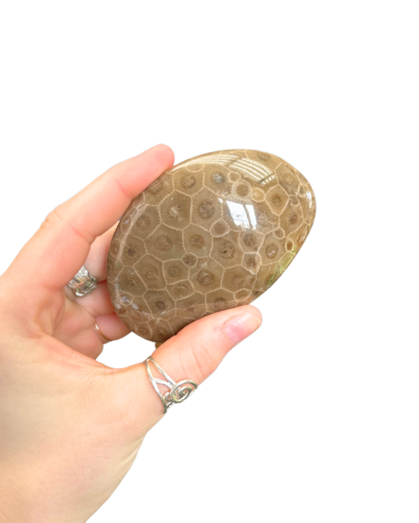 Petoskey Stone