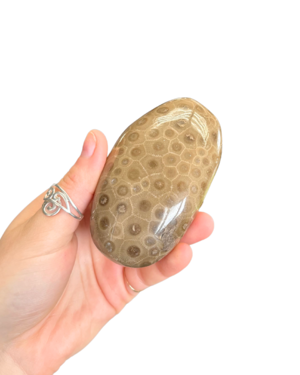 Polished Petoskey Stone