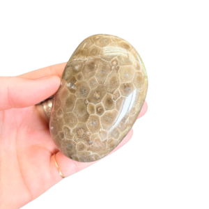 Polished Petoskey Stone