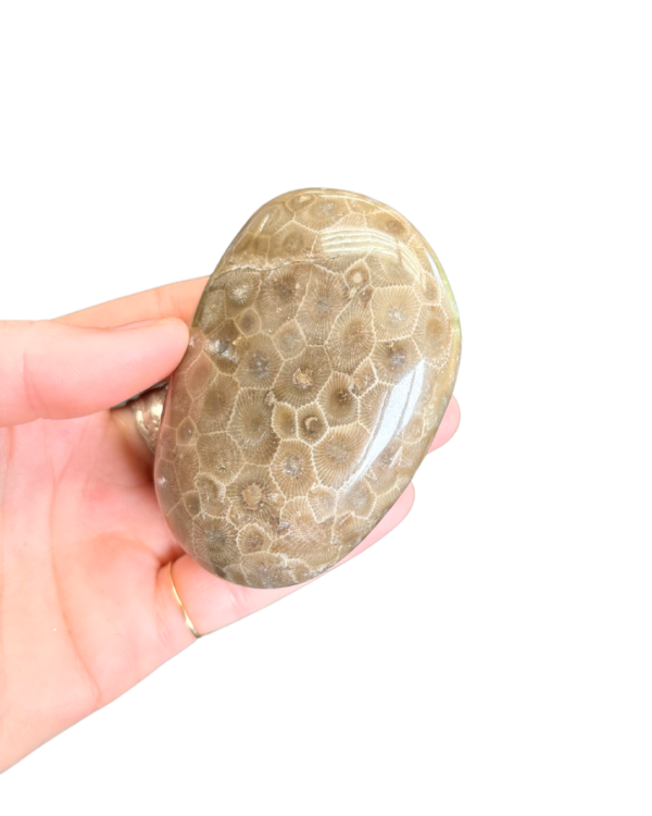 Polished Petoskey Stone