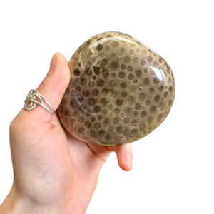 Petoskey Stone