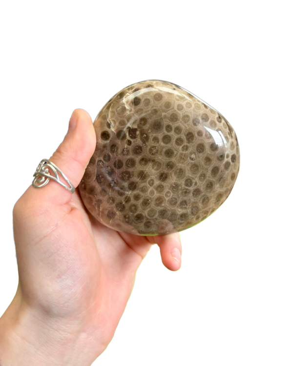 Petoskey Stone