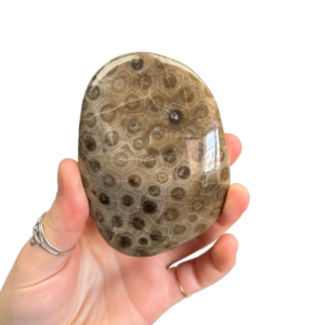 Petoskey Stone