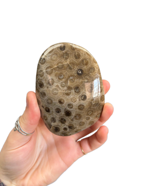 Petoskey Stone