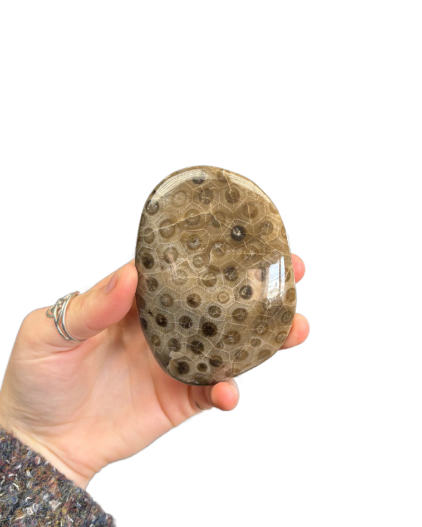 Petoskey Stone