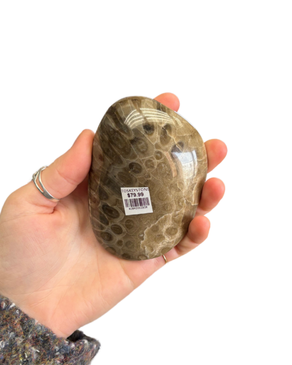 Petoskey Stone