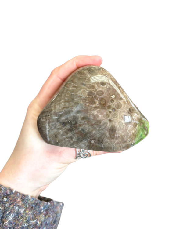 Petoskey Stone