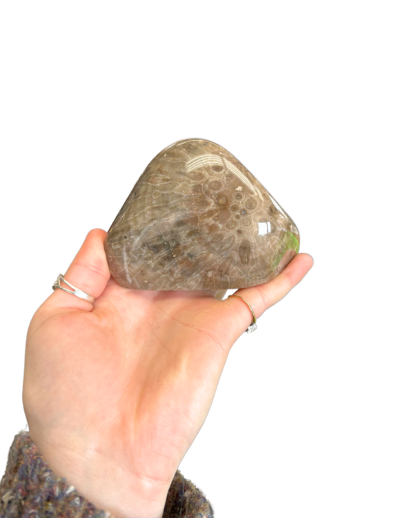 Petoskey Stone