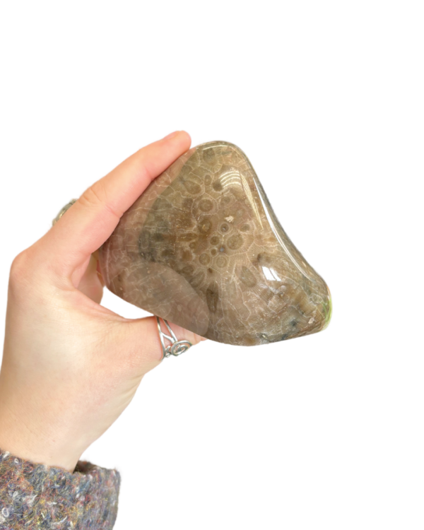 Petoskey Stone