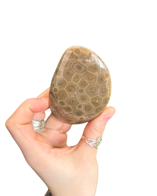 Polished Petoskey Stone