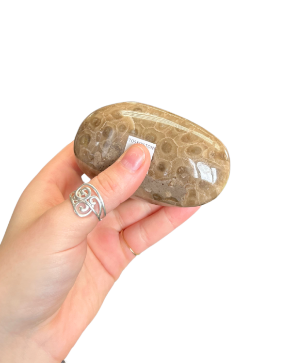 Polished Petoskey Stone