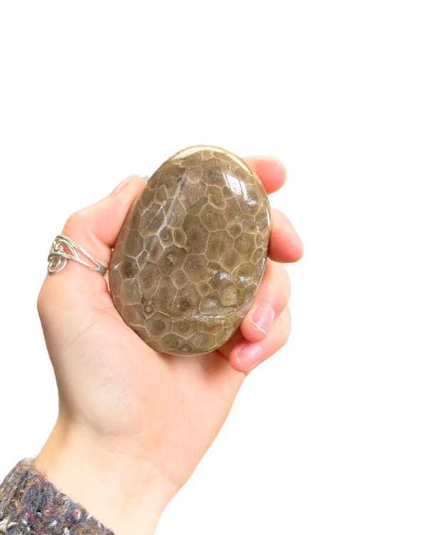 Polished Petoskey Stone