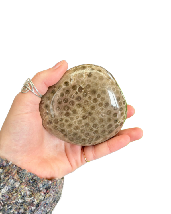 Petoskey Stone