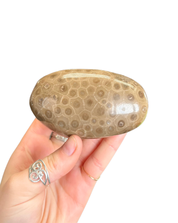 Polished Petoskey Stone